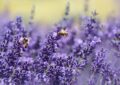 lavenders, bees, pollinate, flower wallpaper, pollination, winged insects, insects, hymenoptera, purple flowers, flowers, bloom, blossom, flora, flower background, fauna, nature, purple, garden, lavender flowers, lavandula, flying insects, beautiful flowers, world bee day