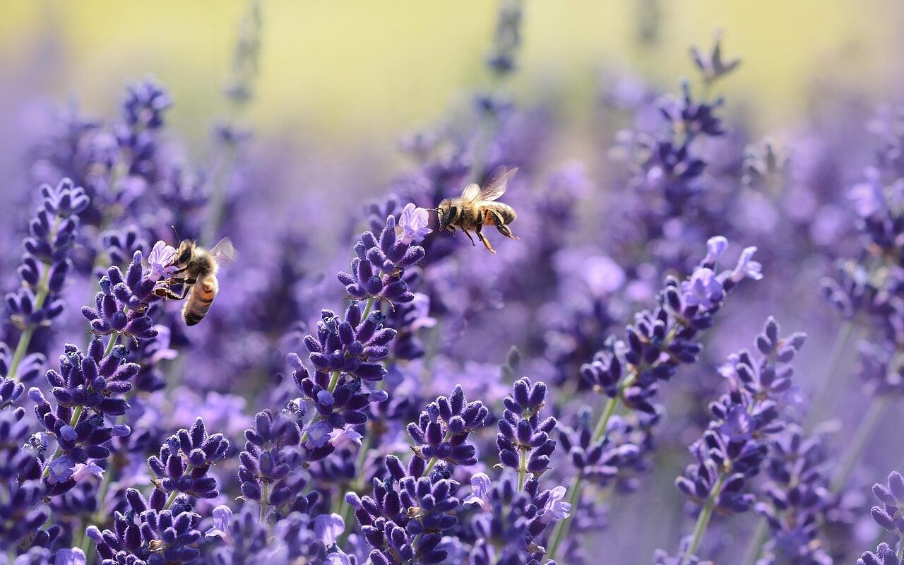 lavenders, bees, pollinate, flower wallpaper, pollination, winged insects, insects, hymenoptera, purple flowers, flowers, bloom, blossom, flora, flower background, fauna, nature, purple, garden, lavender flowers, lavandula, flying insects, beautiful flowers, world bee day