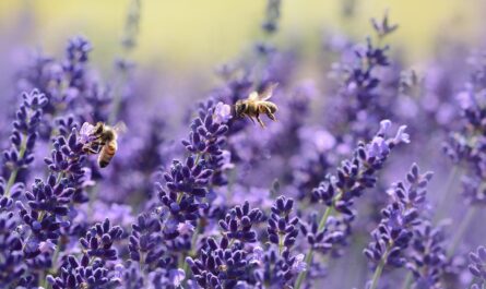 lavenders, bees, pollinate, flower wallpaper, pollination, winged insects, insects, hymenoptera, purple flowers, flowers, bloom, blossom, flora, flower background, fauna, nature, purple, garden, lavender flowers, lavandula, flying insects, beautiful flowers, world bee day